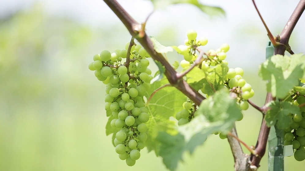 下田圃場のブドウ 千葉ワイナリー